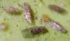 Ectopsocus petersi